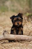 YORKSHIRE TERRIER 493